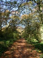 1.Autumn Bossenden Wood, Dunkirk
